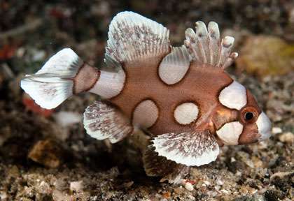 Voyage plongée à Komodo