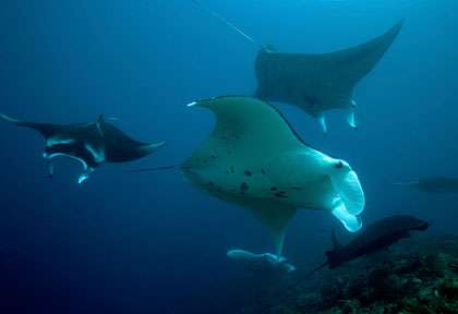 Raie manta à Komodo