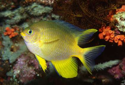 Demoiselle en plongée à triton bay