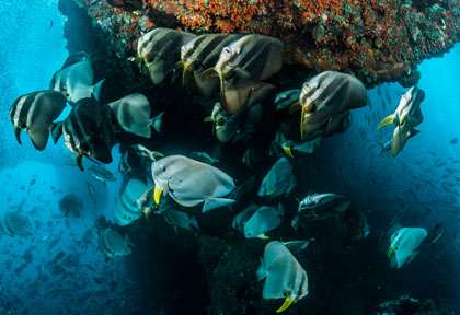 Plongée à Triton bay