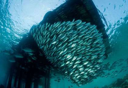Voyage plongée à Misool Raja Ampat