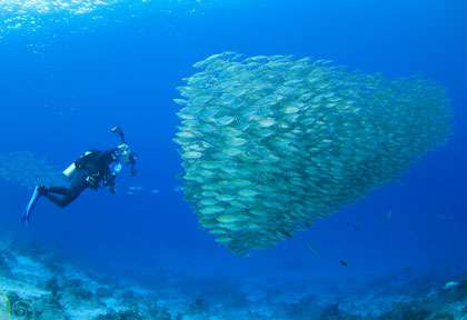 Voyage plongée à Misool Raja Ampat