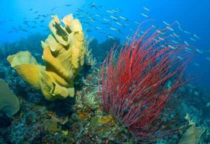 Voyage plongée à Misool Raja Ampat