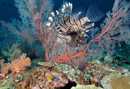 Poisson lion en plongée à Misool Raja Ampat