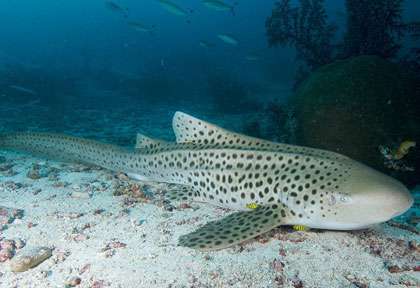 Requin léopard à Misool en plongée