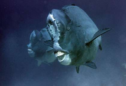 Perroquet à bosse aux Moluques