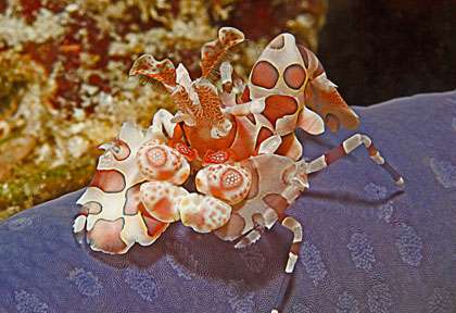 Crevette harlequin aux Moluques