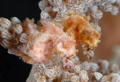 Hyppocampe Pygmee de Walea