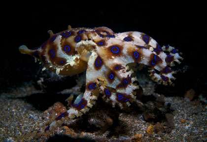 Plongée détroit de Lembah