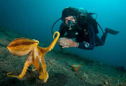 Voyage plongée à Lembeh