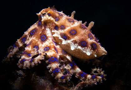 Poupe à anneaux bleus à Lembeh
