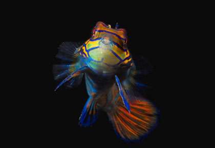 Poisson mandarin à Lembeh