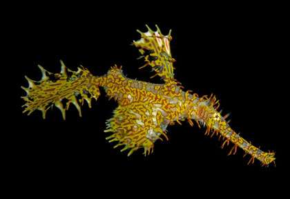 Voyage plongée à lembeh