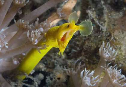 Murène ruban jaune à Lembeh