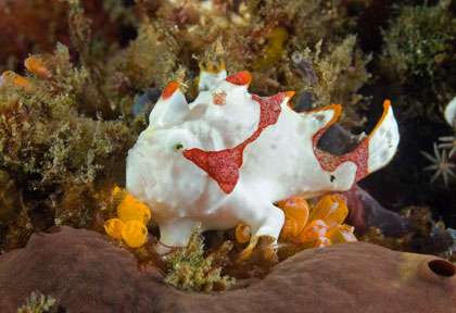 Antennaire à Lembeh