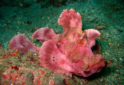 Rhinopias rose à Lembeh