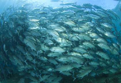 Banc de carangues en plongée