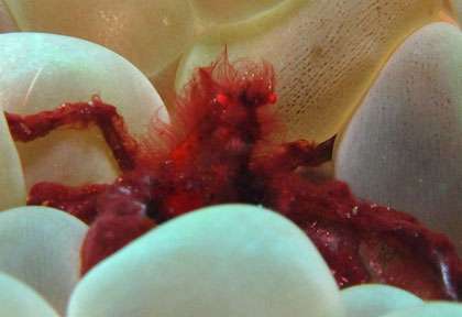 Plongée en Indonésie à bord du Waow