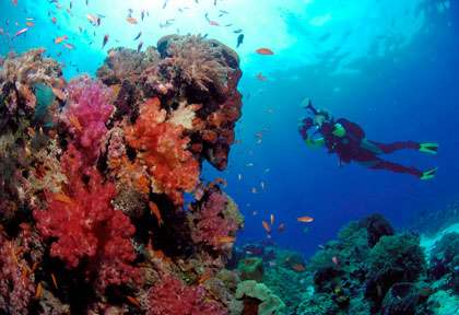 Voyage plongée Tongian