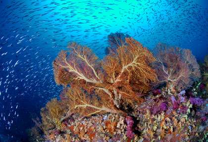 Voyage plongée en Indonésie
