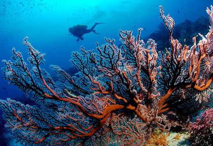 Plongé en Sulawesi