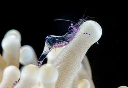 Voyage plongée dans les îles tongian