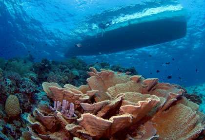 Plongée à Wakatobi