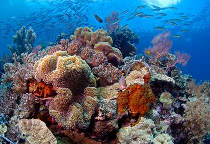 Voyage plongée en Indonésie