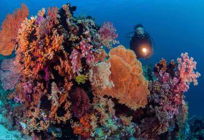 La plongée en Sulawesi