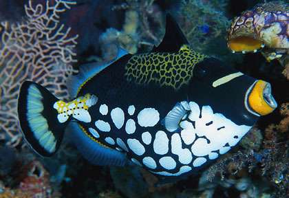 Baliste clown en Indonésie