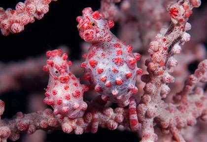 Famille de Hyppocampe Pygmée