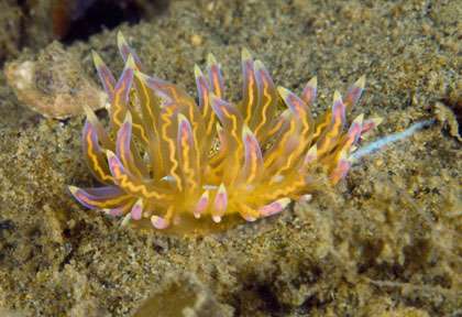 Croisière plongée Moluques
