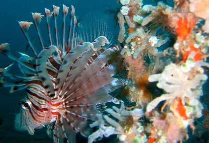 Croisière plongée Nord Sulawesi