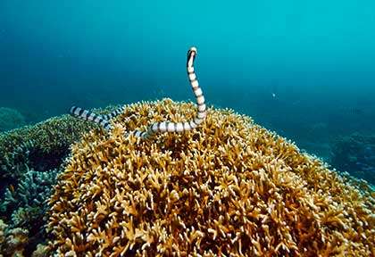 Plongée à Ishigaki