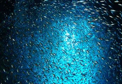 Plongée dans les Kerama Islands