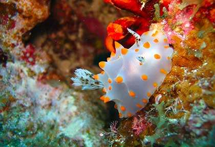 Nudibranche à Okinawa