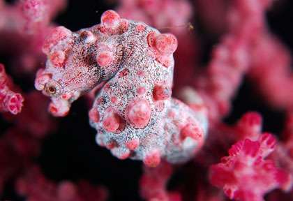 Hyppocampe Pygmée à Mataking