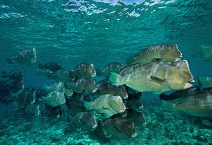 Perroquets à Bosse à Sipadan