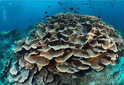 Corail laitue à Sipadan