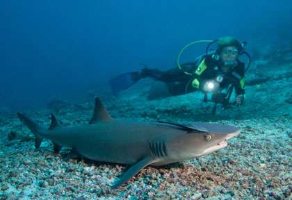 Requin en plongée à Sipadan