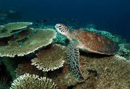 Tortue en plongée à Sipadan