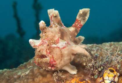 Poisson grenouille à Sipadan Mabul