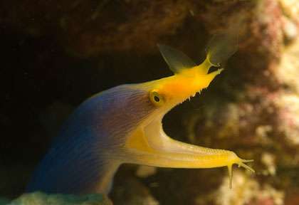 Murène ruban en plongée à Mabul