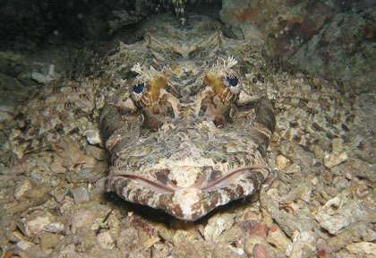 Poisson crocodile à Kapalai