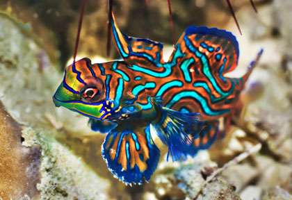 Poisson mandarin à Kapalai