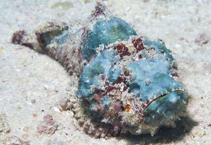 Voyage plongée à Kapalai