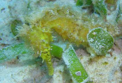 Hyppocampe à Sipadan Kapalai