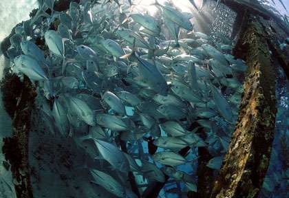 House Reef de Mataking