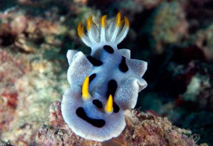 Nudibranche à Mataking