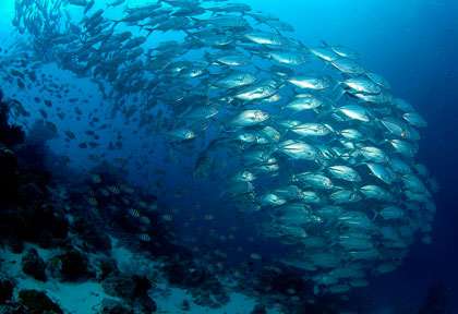 Voyage plongée à Sipadan